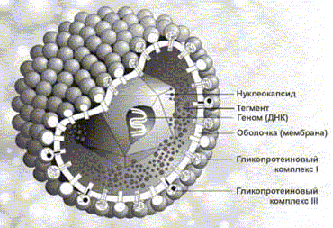 трехмерное изображение вируса герпеса