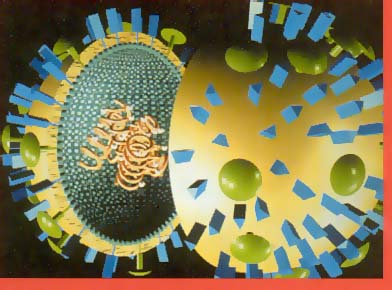вирус гриппа, модель